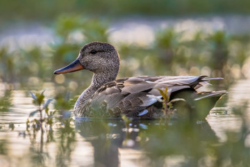 Male Gadwall swimming in wetland under morning light