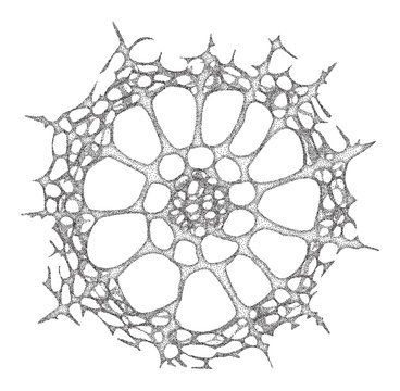 Haeckel inspitation - radiolarian protozoan in the old style    - vector illustration 