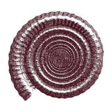 Dotted Ammonite Shell    - vector illustration 