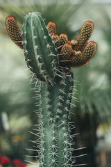 Cactus plant Close-up