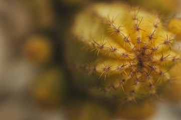 Cactus plant Close-up