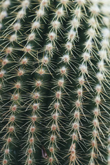 Cactus plant Close-up
