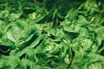 Fototapeta premium Close-up of green cabbages