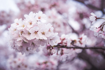 Pink Cherry Blossoms