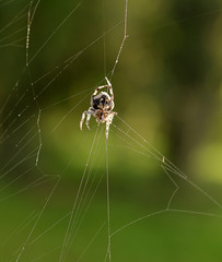  spider in the cobweb