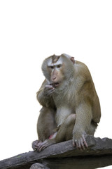 Naklejka premium Image of a brown rhesus monkeys on white background. wild animal