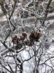 snowy morning in the sun in the winter
