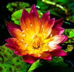 Sweet Lilypad Blossom