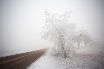 frosty