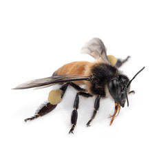 Bee isolated on white