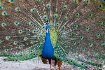 Fotobehang Peacock showing fully fanned tail. © peterkai