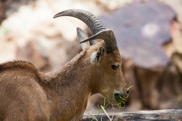 Asian mountain goats in the zoo.