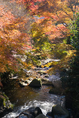 Autumn leaves of Atami plum garden