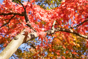 Autumn leaves of Atami plum garden