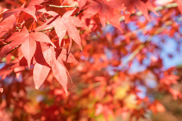 Autumn leaves of Atami plum garden