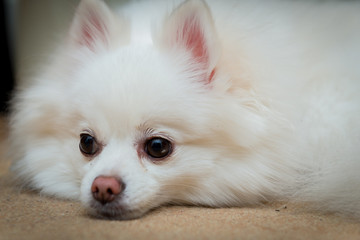 Fototapeta premium Close up shot of a white pomeranian dog lying down