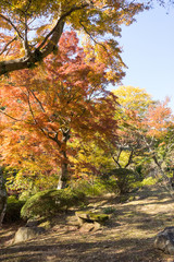 Fototapeta premium Autumn leaves of Atami plum garden