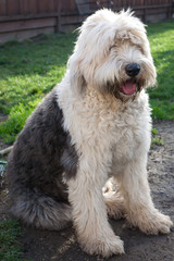 Olivia, a female Old English Sheepdog