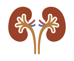 Obraz premium A pair of human kidney organs with ureters flat color vector icon for apps and websites