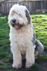 Olivia, a female Old English Sheepdog