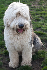 Olivia, a female Old English Sheepdog