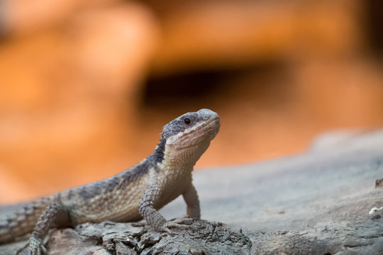 รูปภาพCordylus เลือกดูภาพถ่ายสต็อก เวกเตอร์ และวิดีโอ363 Adobe Stock