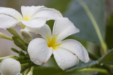 Fototapeta na wymiar Flowers after a rain