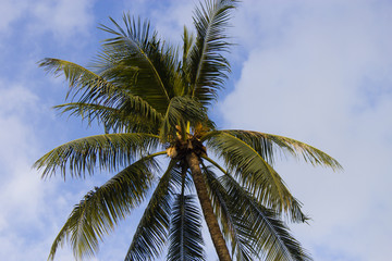 Fototapeta na wymiar Palm trees against the background of the sky