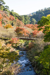 Fototapeta na wymiar Autumn leaves of Atami plum garden