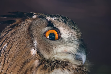 Hibou grand-duc en gros plan