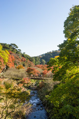 Fototapeta na wymiar Autumn leaves of Atami plum garden