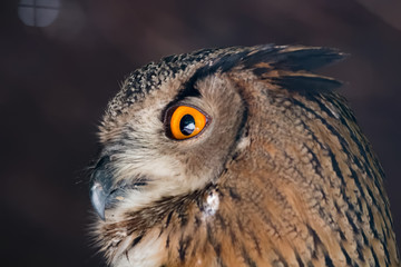 Hibou grand-duc en gros plan