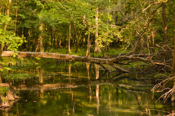 Obraz premium fallen tree with reflection in water