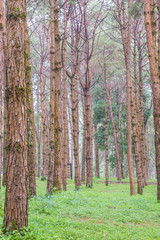 Fototapeta premium trunks of tall old trees in a pine forest