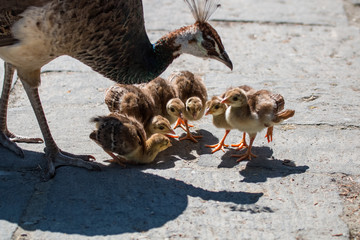 Groupe de poussins paon mangeant avec leur mère © Jerome