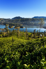 Fototapeta na wymiar Castlereigh reservoir and surrounded tea plantations in sri lanka 