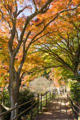 Autumn leaves of Atami plum garden