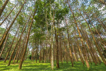 trunks of tall old trees in a pine forest