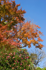 Colored maple tree