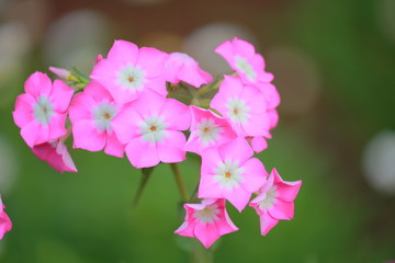Pink flowers