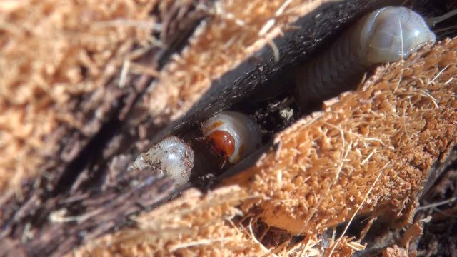 Weevil larvae excavating holes in the trunk of a palm tree, weevil larvae can excavate holes in the trunk of a palm trees up to a metre long, thereby weakening and eventually killing the host plant