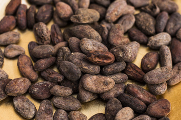 チョコレートの原料　カカオ豆　