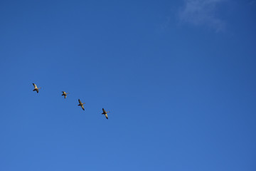 青空を飛ぶカモ