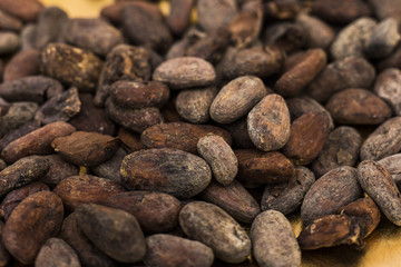 チョコレートの原料　カカオ豆　