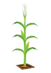 Fototapeta na wymiar corn plant vector design