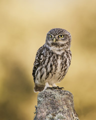 little owl