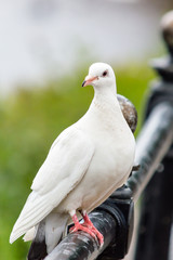 White pigeon on the railing A