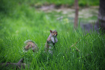 squirrel