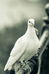 White pigeon on the railing B
