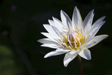 Bee swarming on lotus flower